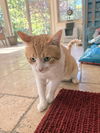Henry Jr