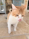 Henry Jr