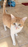 Henry Jr