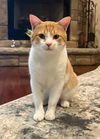 Henry Jr