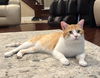 Henry Jr