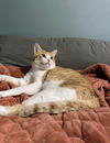adoptable Cat in , MI named Henry Jr