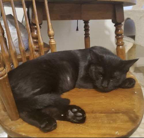 picture of the cat needing adoption