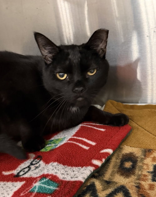Ruffles, an adoptable Domestic Short Hair in Walled Lake, MI