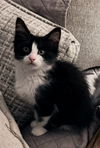 Millee