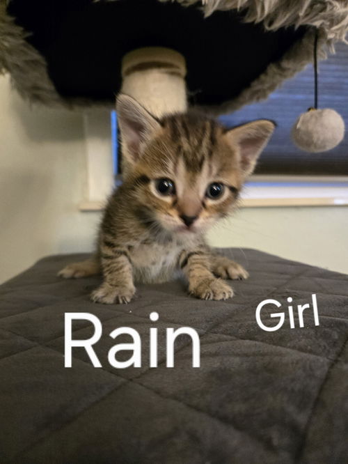 Rain