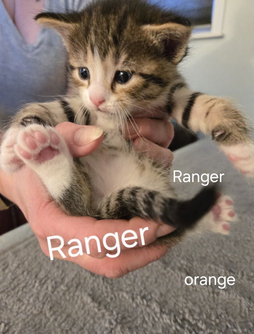 Ranger