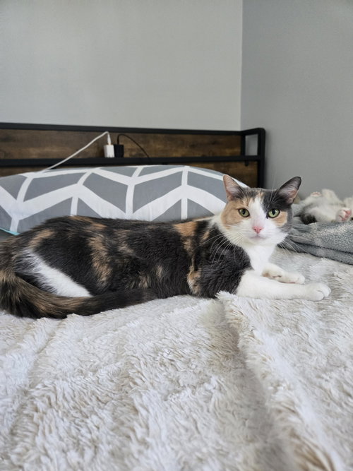 Wanda, Young Domestic Short Hair (short coat), cat for adoption in Royal Oak, Michigan