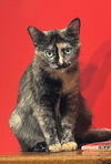 Pimento