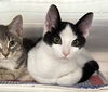 adoptable Cat in , MI named Noony