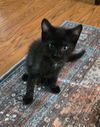 Salem