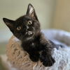 Salem