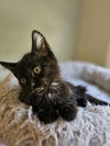 Salem