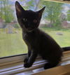 Salem
