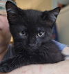 Salem