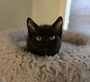 Salem