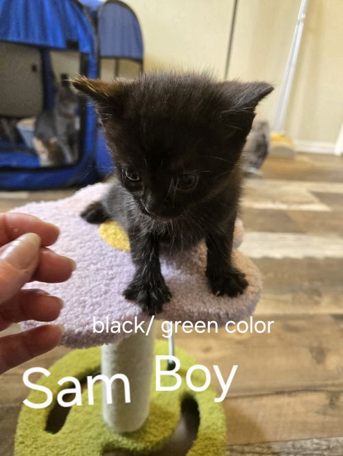 Sam