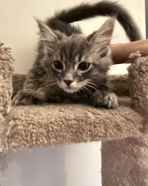 Gandalf