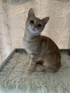 Sharlotte