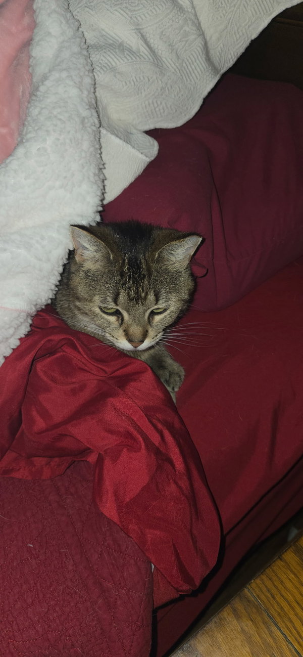 Edie