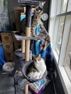 Trudy - (Must be adopted w/Whitee)