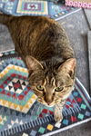 Trudy - (Must be adopted w/Whitee)