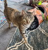 Trudy - (Must be adopted w/Whitee)