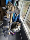 Whitee - (Must be adopted w/Trudy)