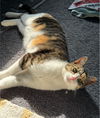 Whitee - (Must be adopted w/Trudy)