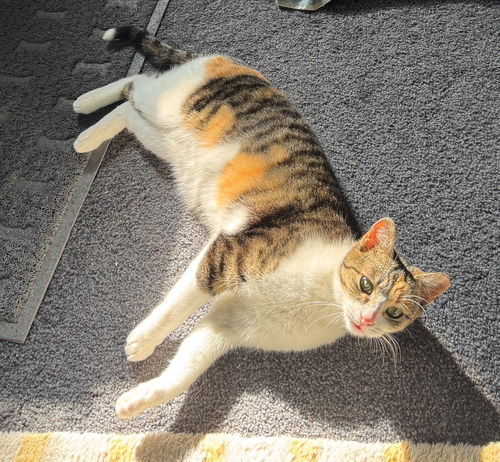 Whitee - (Must be adopted w/Trudy)