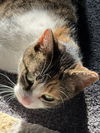 Whitee - (Must be adopted w/Trudy)