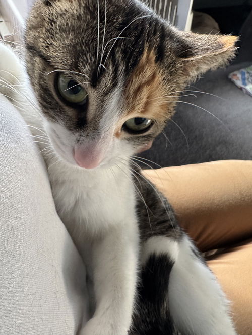 Whitee - (Must be adopted w/Trudy)