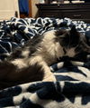 Franklin