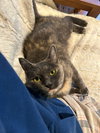 Arabelle