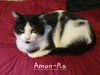 Amon-Ra