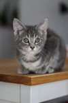 adoptable Cat in Novi, MI named Portobello