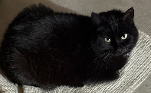 Photo 5 of Hattie