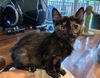 adoptable Cat in Novi, MI named Wren