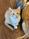 adoptable Cat in Novi, MI named Finch