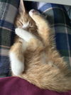 Pipper