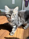 adoptable Cat in Novi, MI named Crystabelle