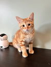 adoptable Cat in Novi, MI named Beaudine