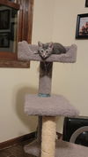 Tabita