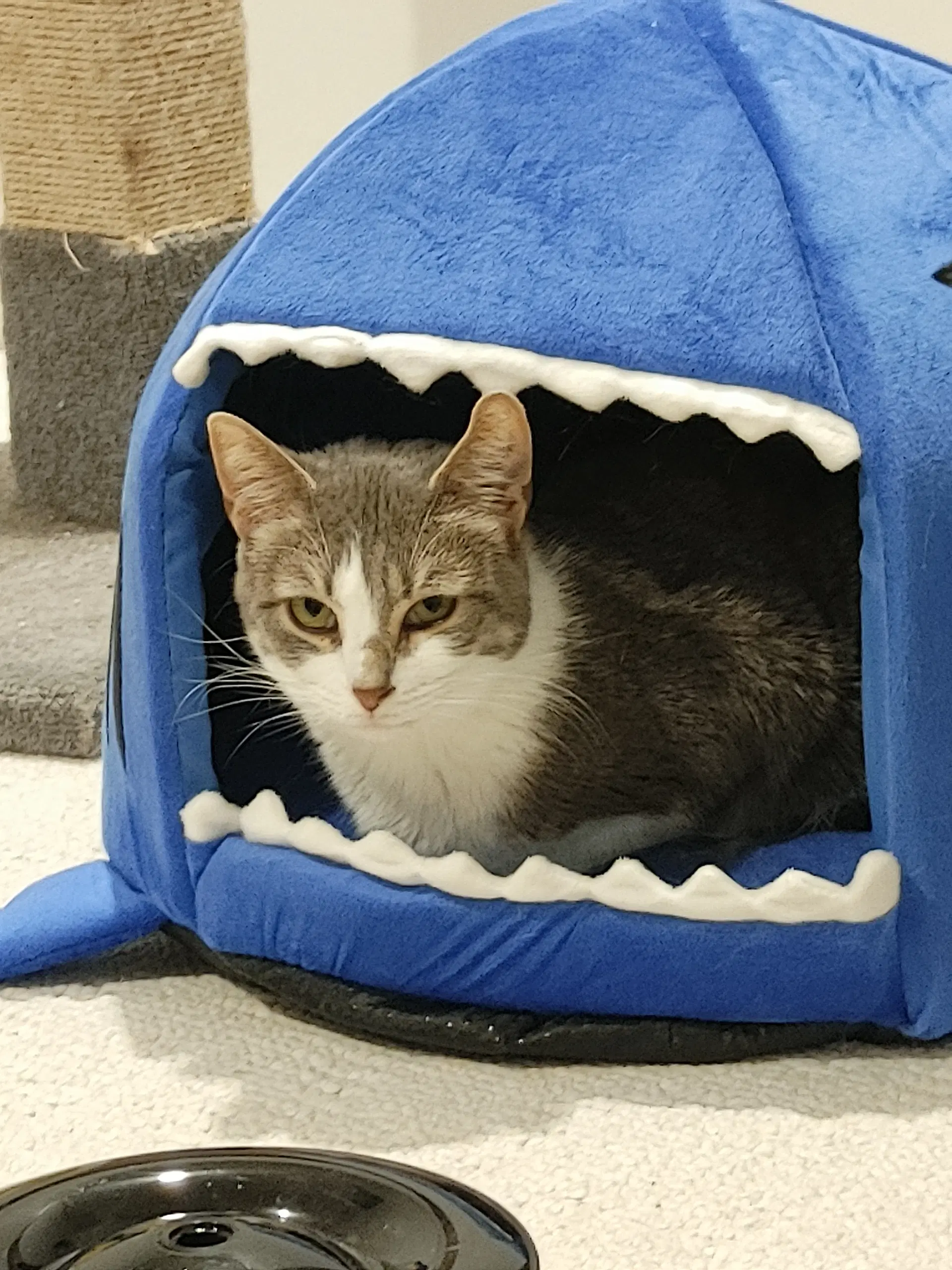 Lavern - Domestic Short Hair