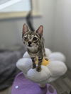 Luella