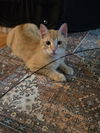 Herbie