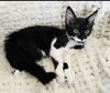 adoptable Cat in , MI named Flopsy