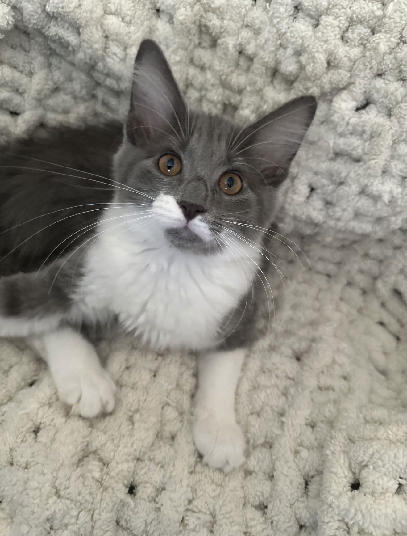 adoptable Cat in Novi, MI named Mopsy