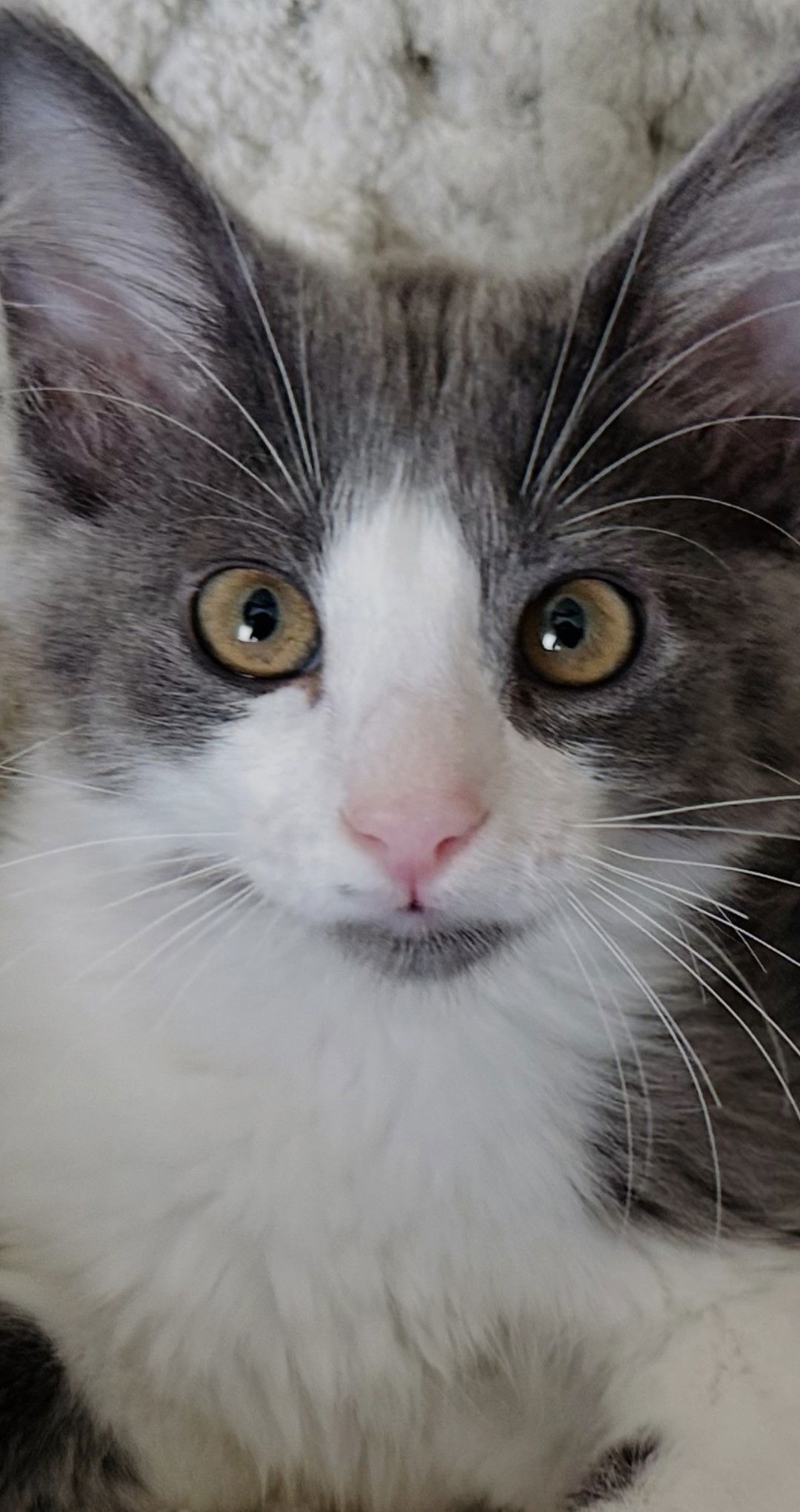 adoptable Cat in Novi, MI named Cotton Tail