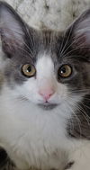 adoptable Cat in , MI named Cotton Tail